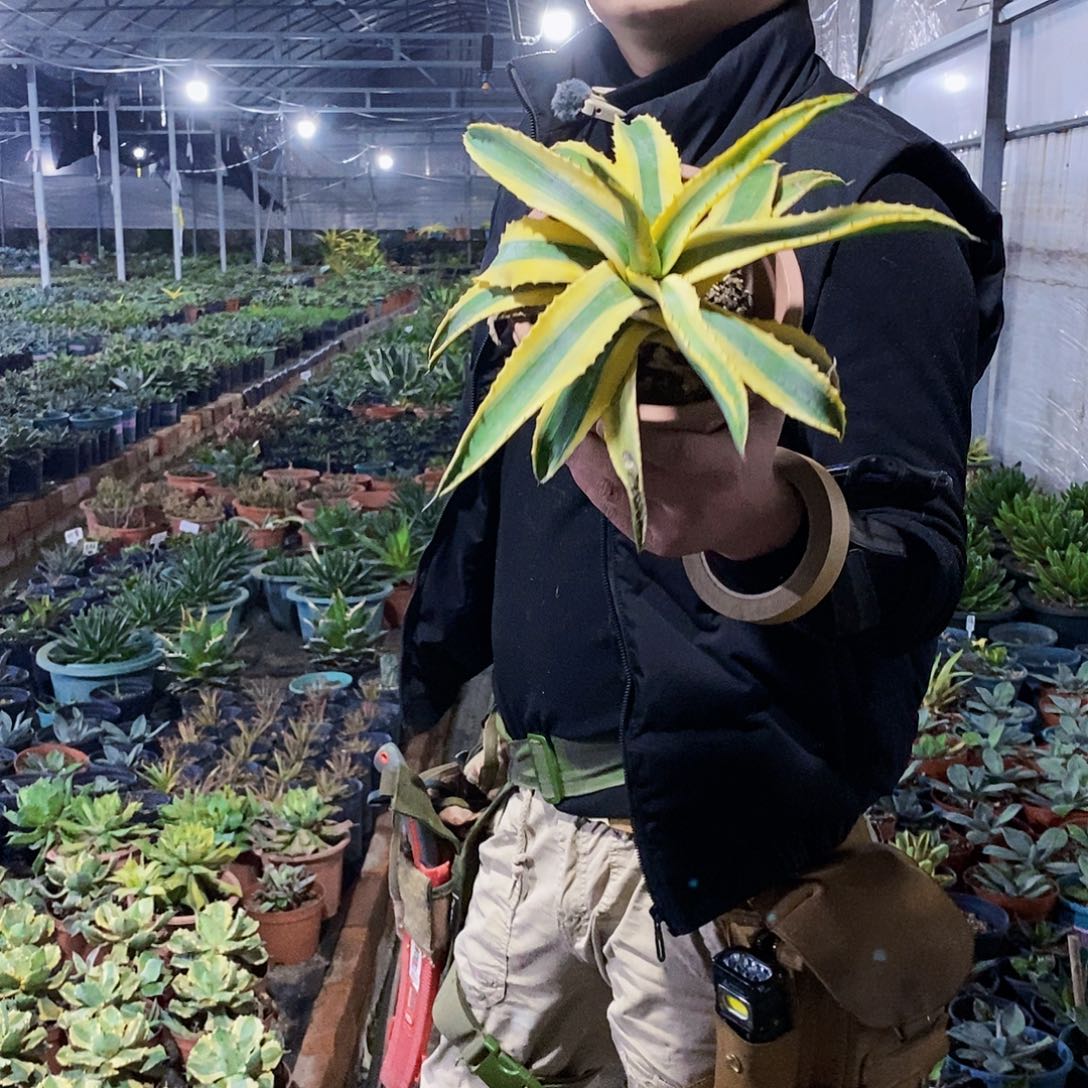 大黄蜂冠幅30厘米左右