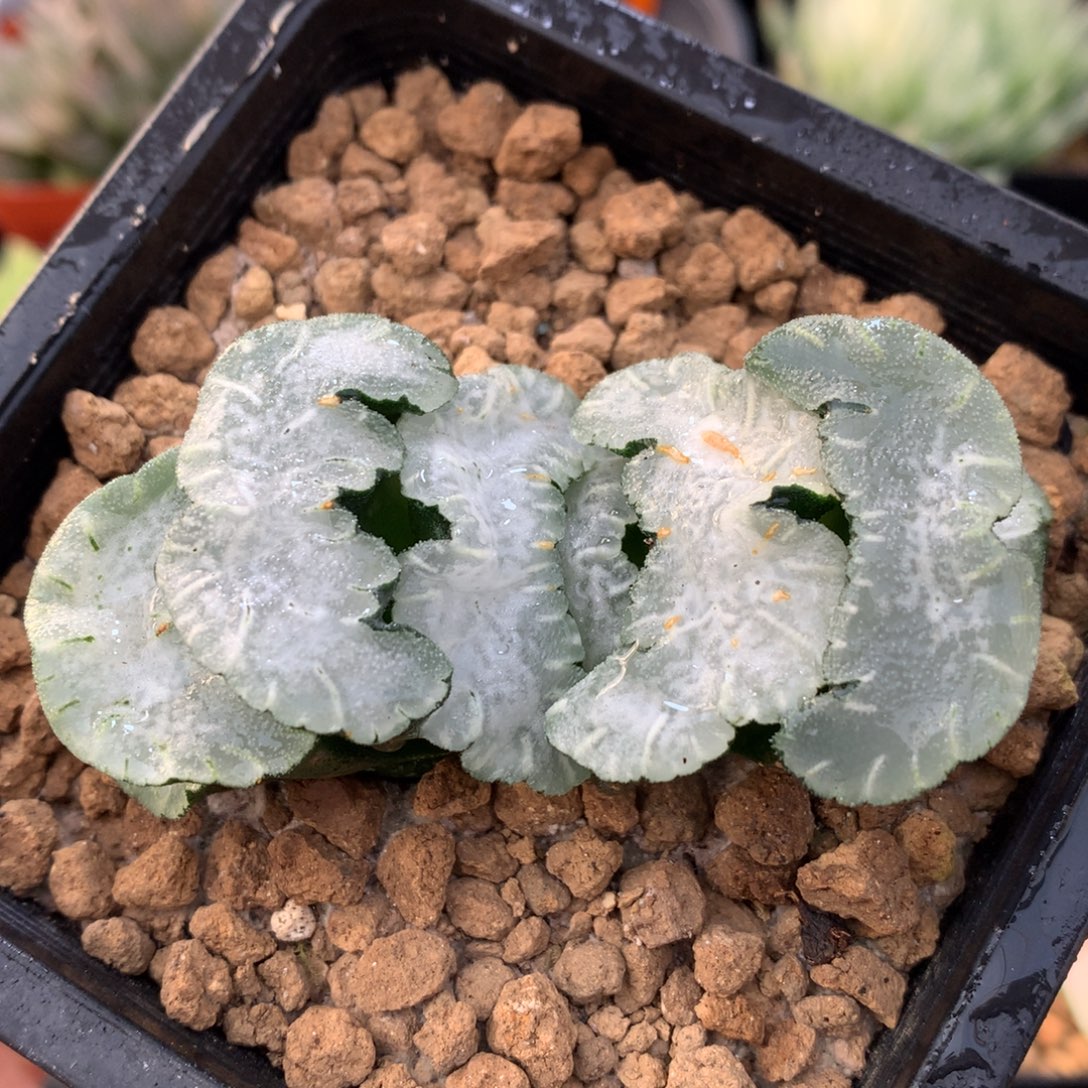 白熊玉扇，带盆一起