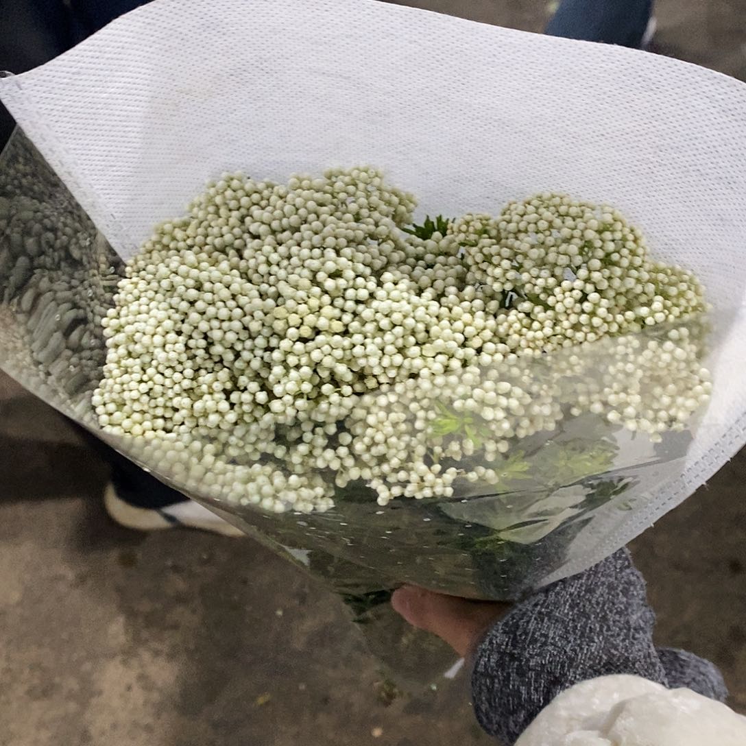 小米果 1扎 /不包邮/运费单拍