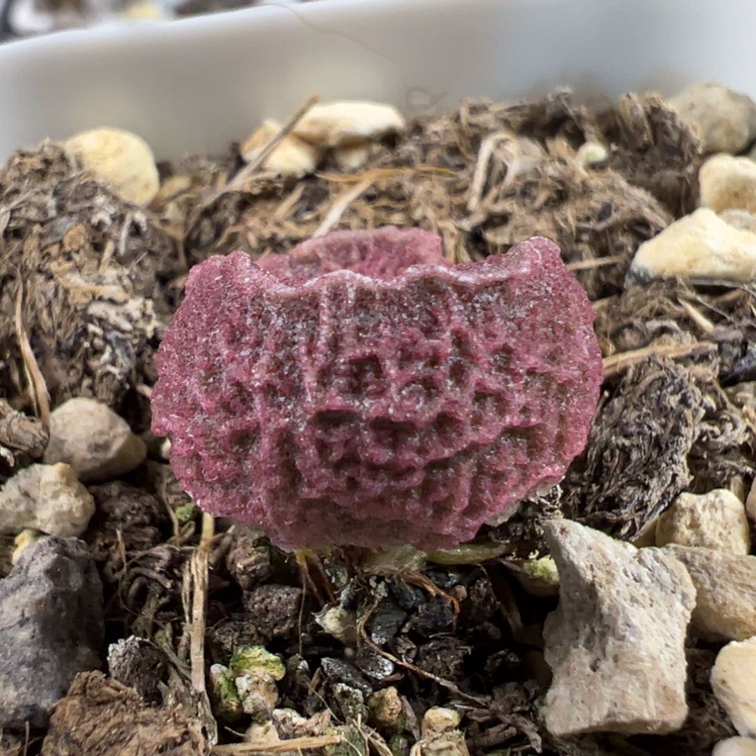 粉紫色系网纹款实生新品