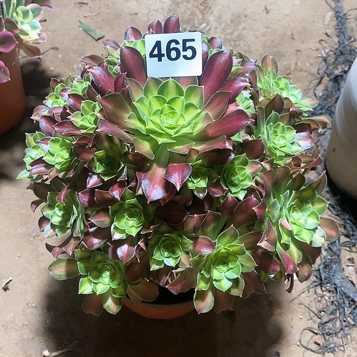 法师植物一物一拍，