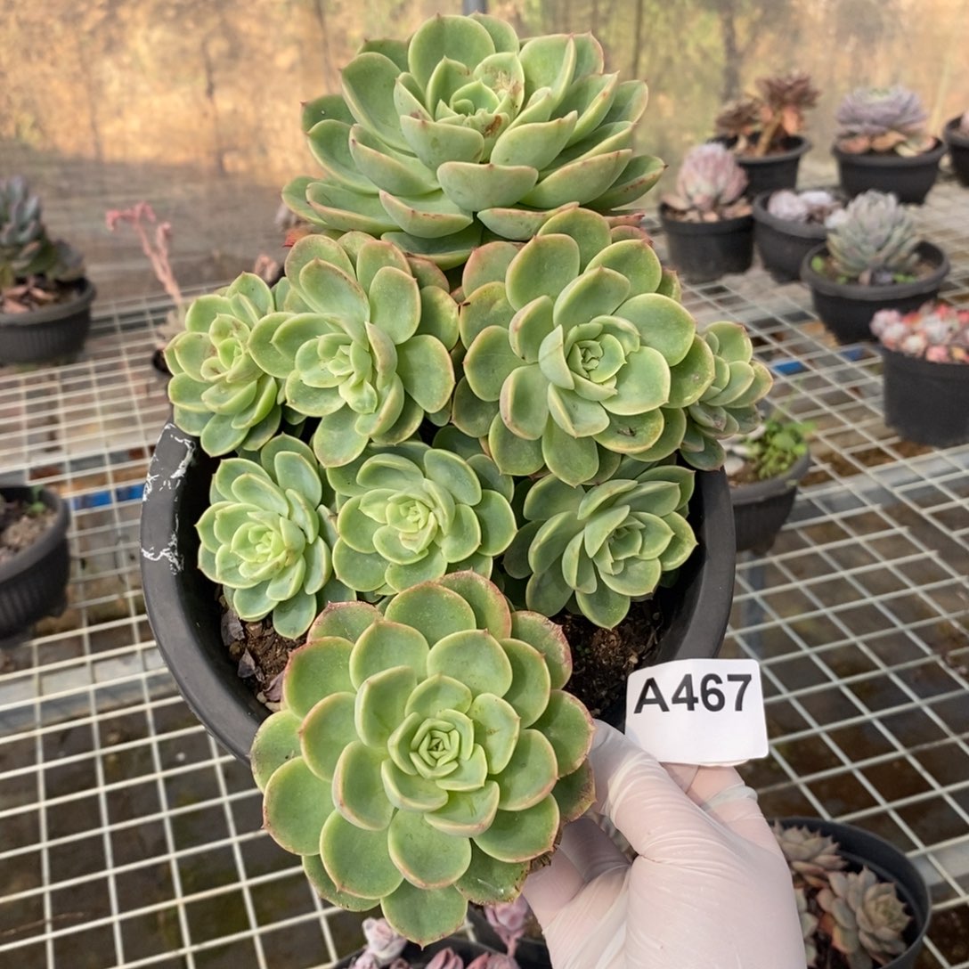 467哈密瓜一物一拍