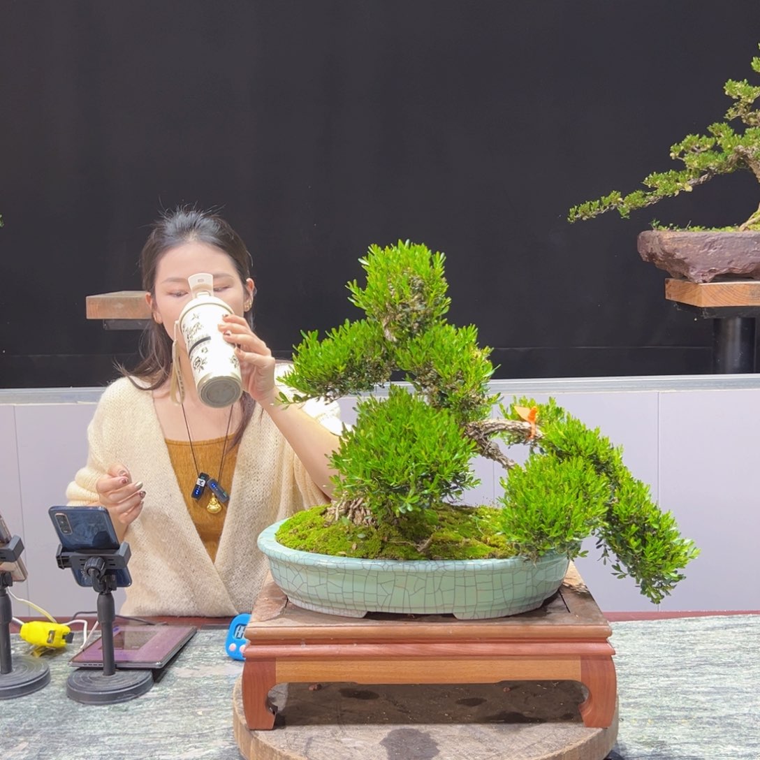 黄杨盆景老桩四季常青