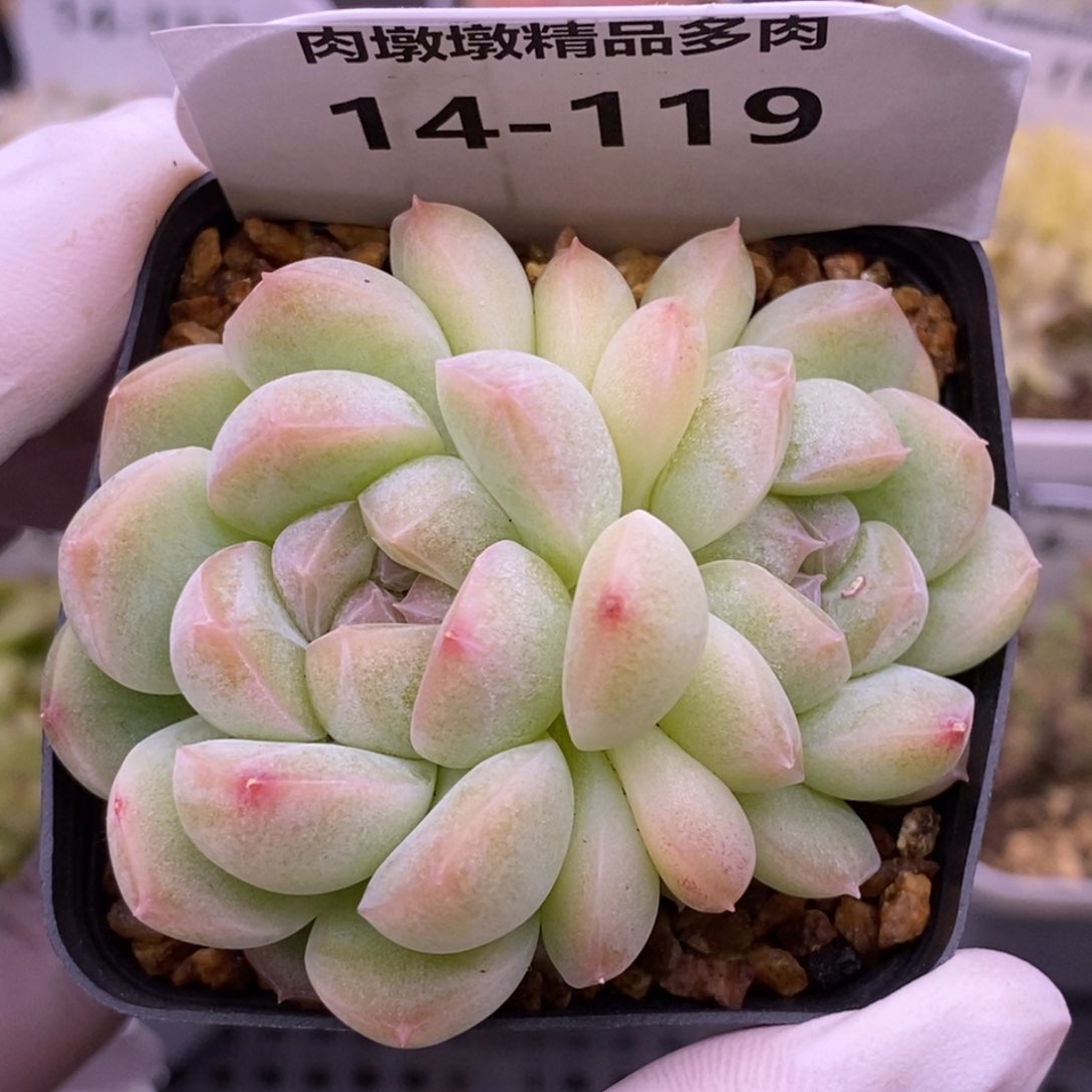 【闪购商品】14-119蜡像