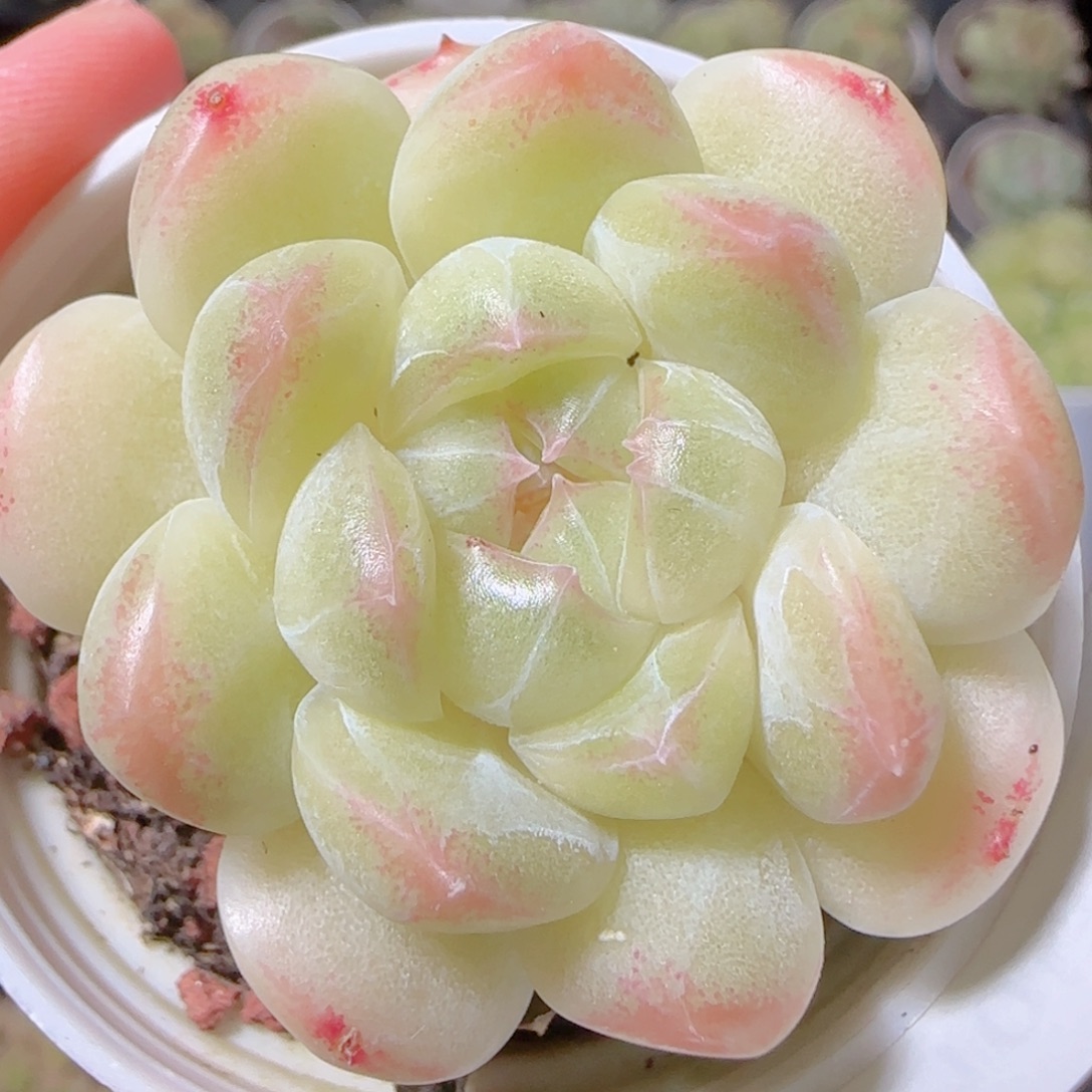 花语逸镜1028-617溏心