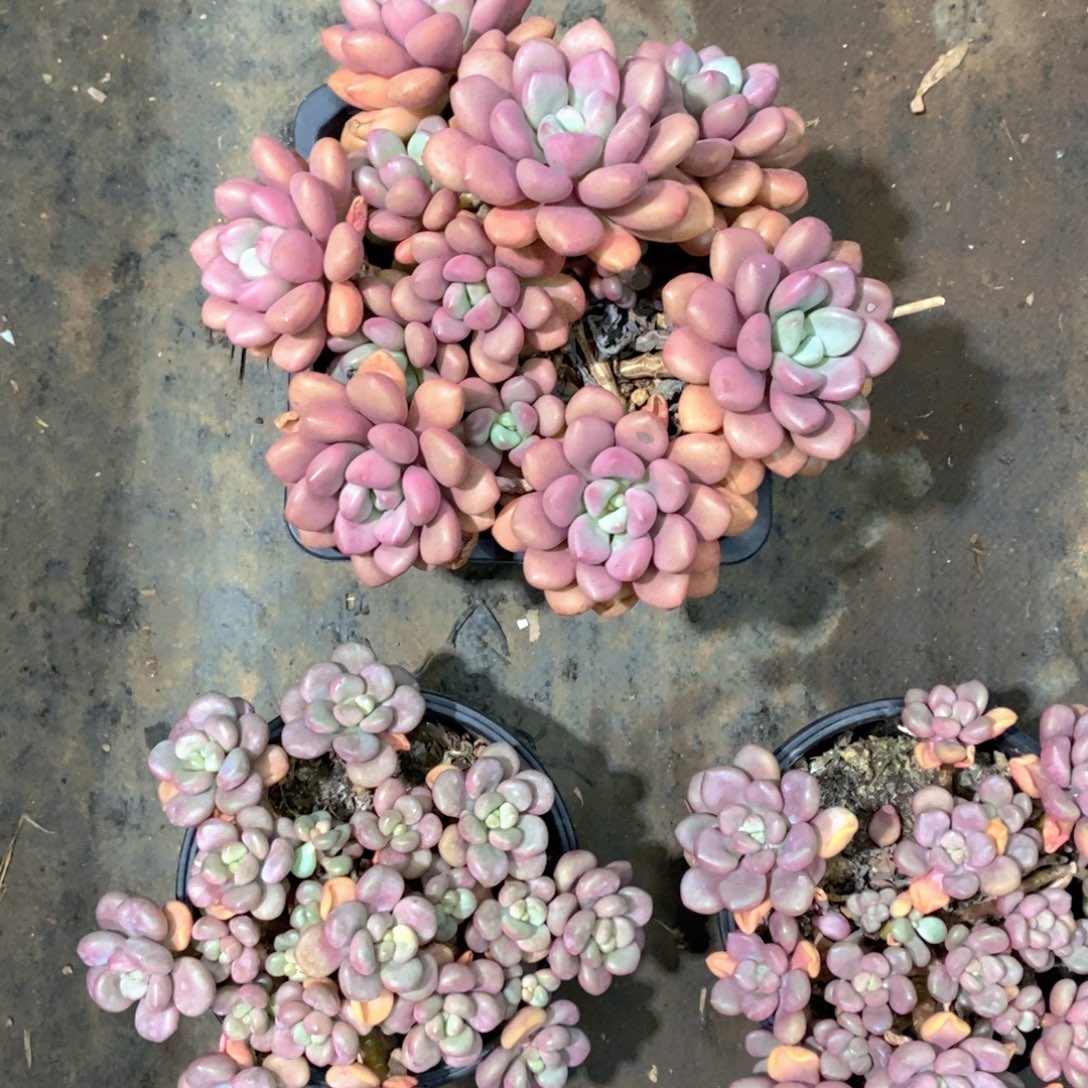 李***姐先峰派多肉植物老桩