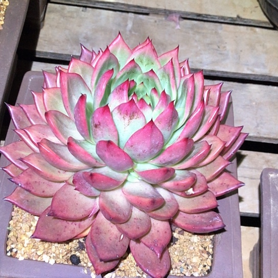 红钻一字一拍多肉