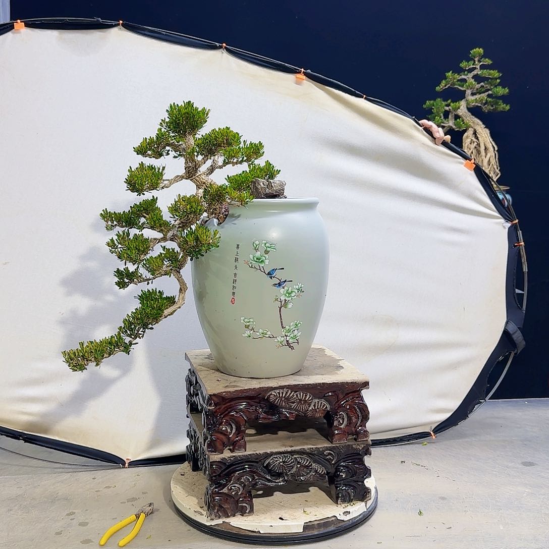 高端黄杨盆景艺术