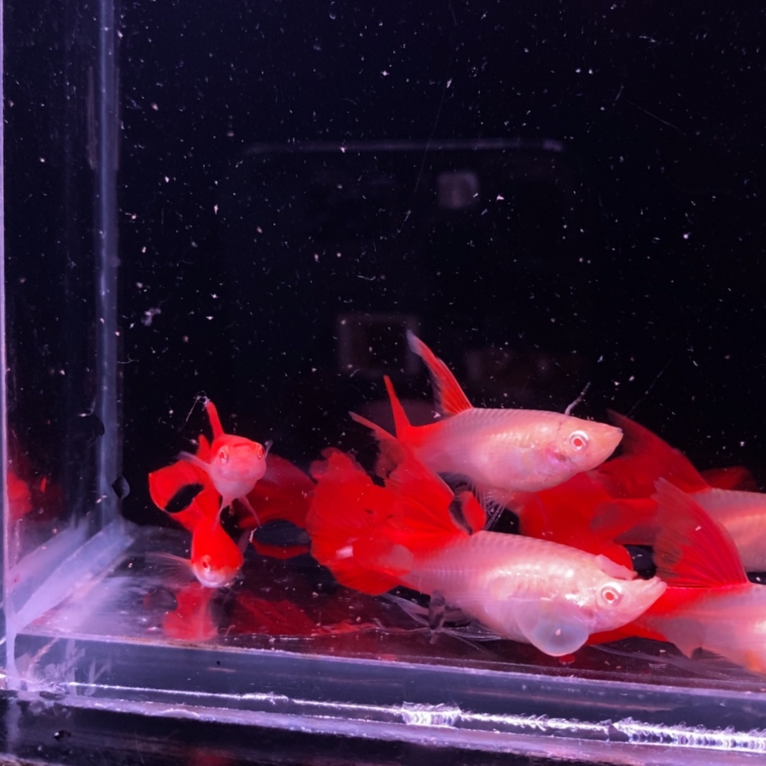 诺***一孔雀鱼血红压成四对