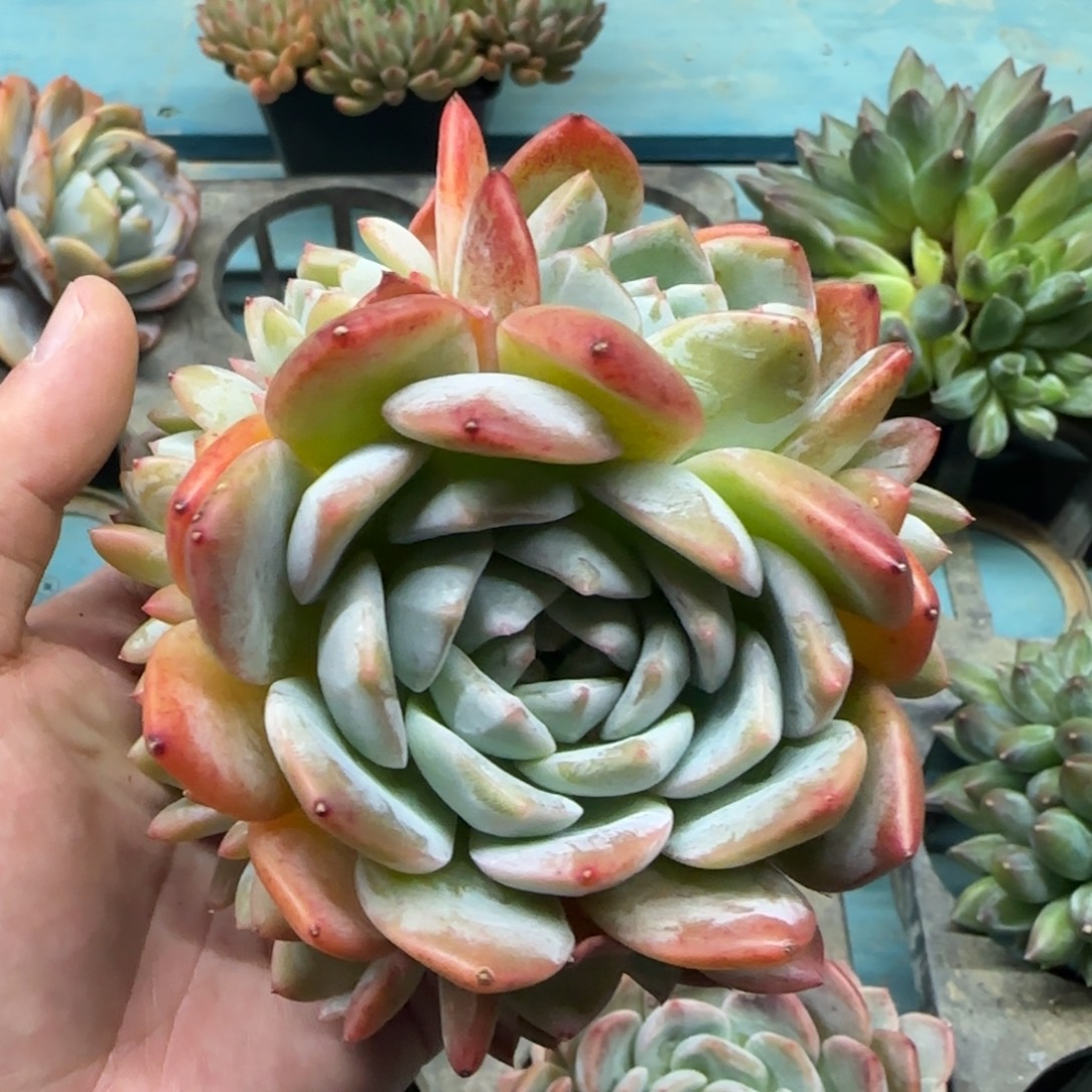 和田玉9头，发货点延迟