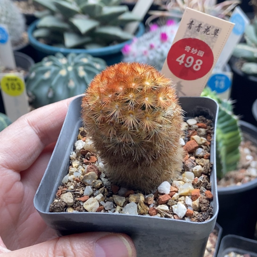 佛头嘉文丸3.6cm一棵