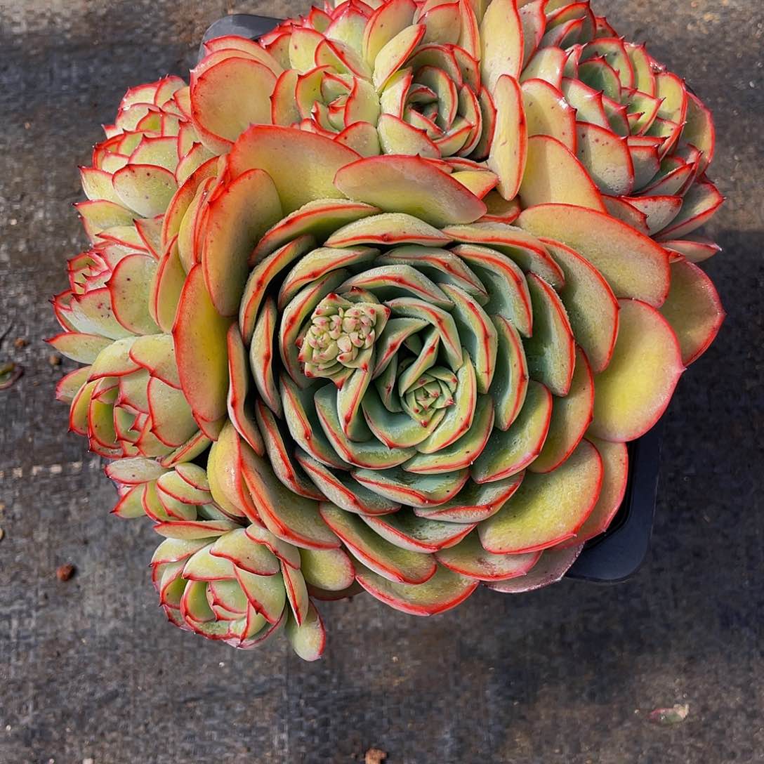 老*俏牡丹停多肉植物