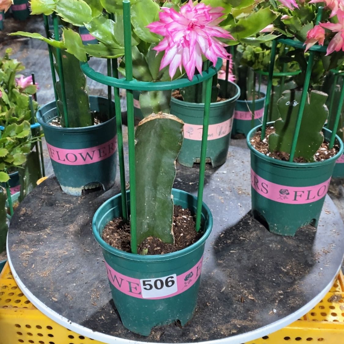 【闪购商品】完全开放吳506嫁接038