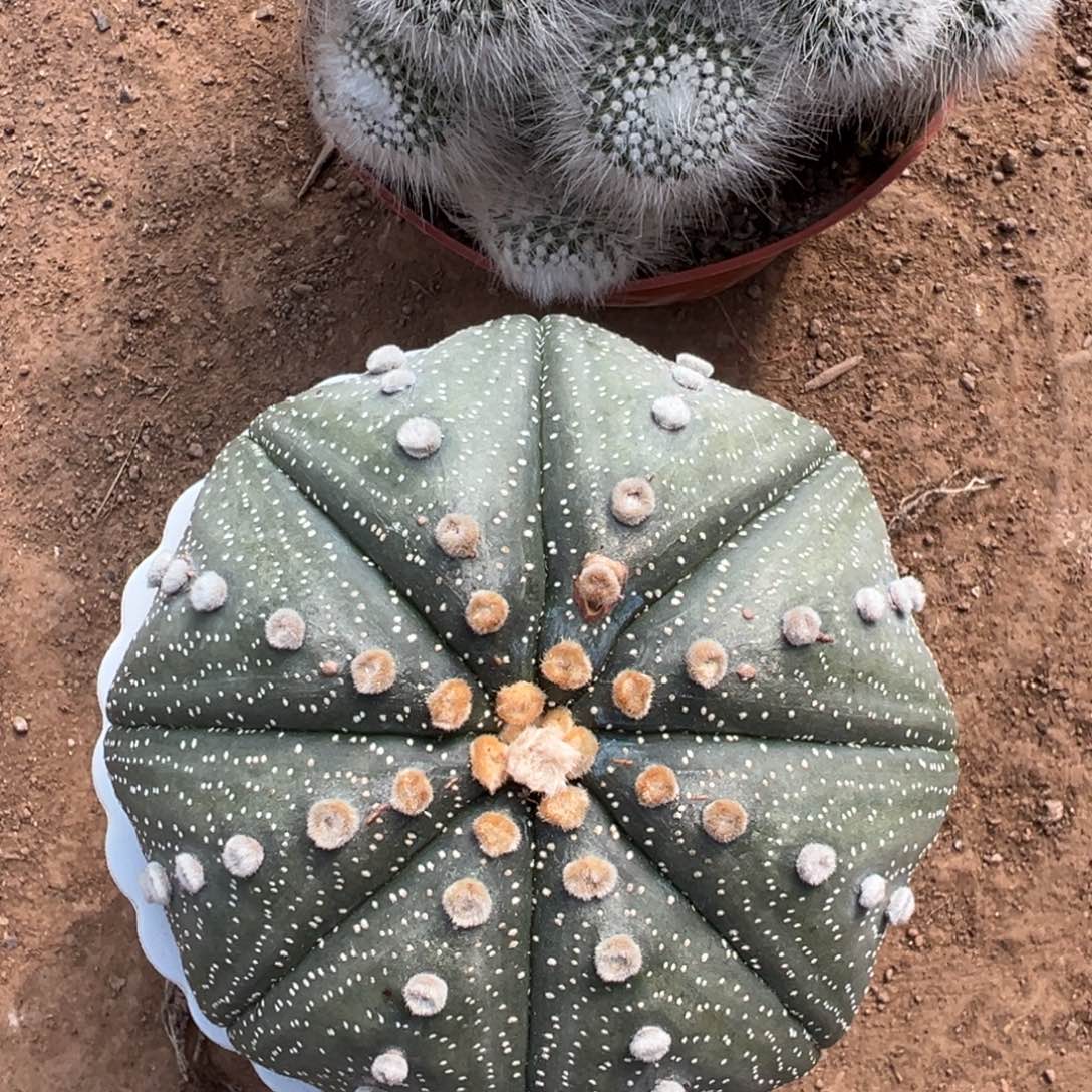 木****零零落落 零零落落