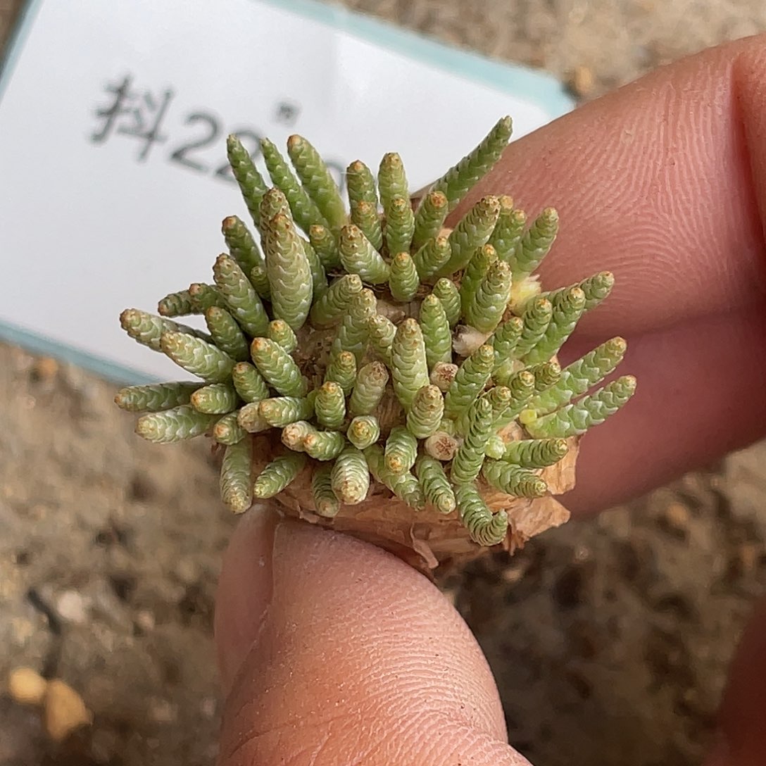 22-25肉锥多肉植物