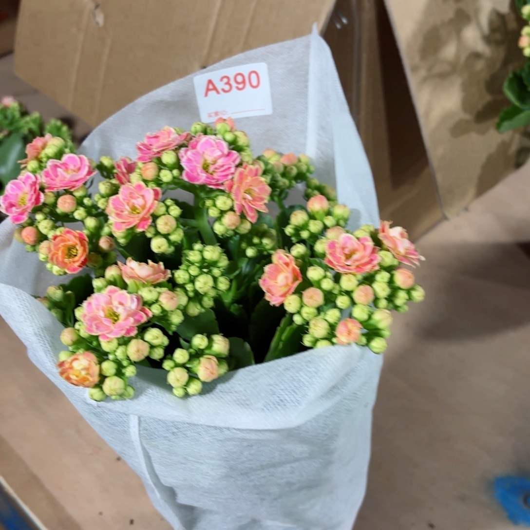 A390大彩蝶长寿花一颗