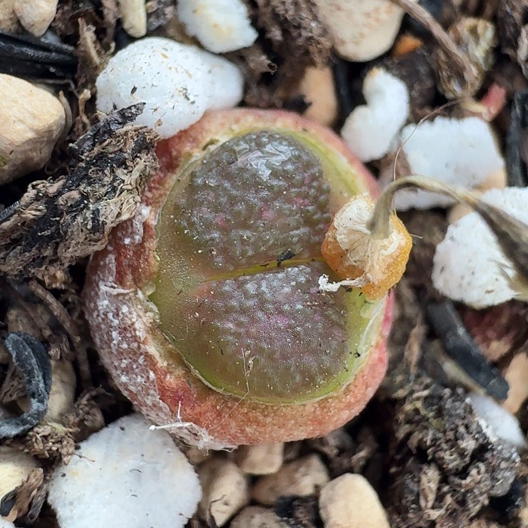 老马生石花雪茄621