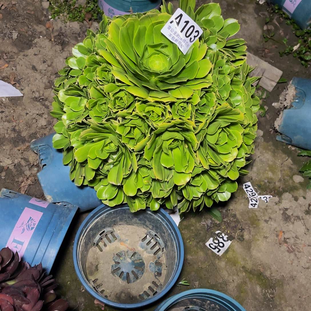 法师法师13-41包邮法师