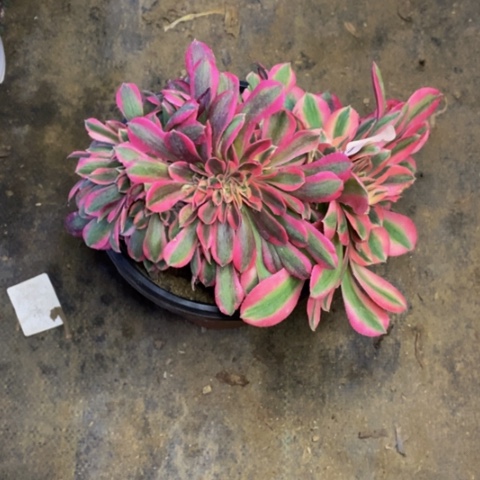 女巫多肉植物5968