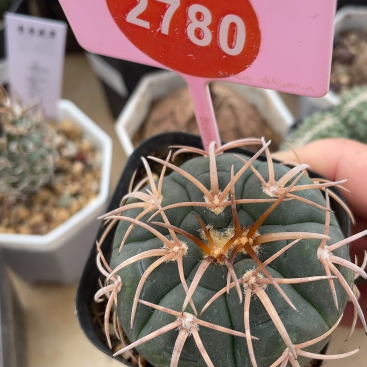 实生伏刺天平2780