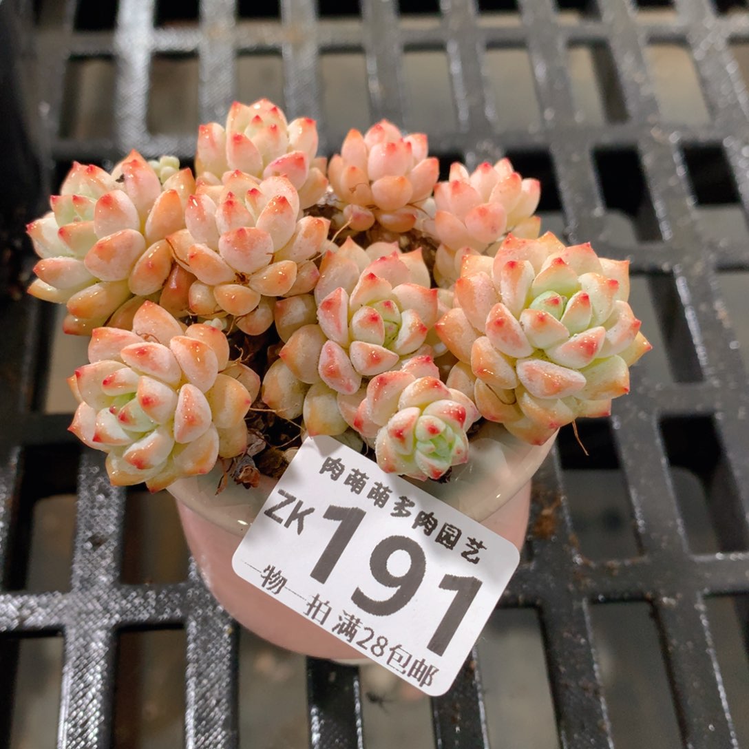 肉萌萌拇指盆精控多肉ZK191