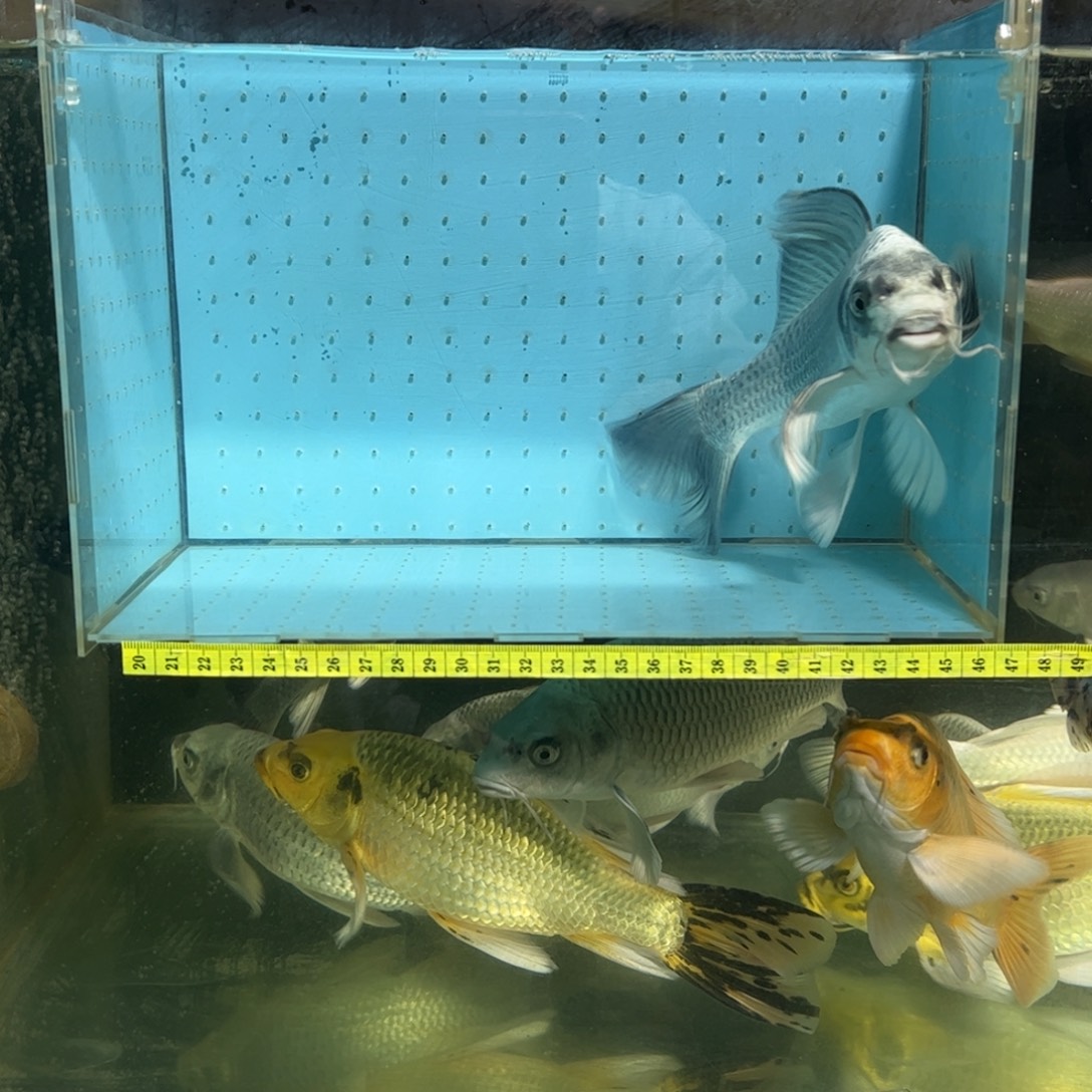 蝴蝶鲤鱼蝴蝶鲤观赏鱼金银猫