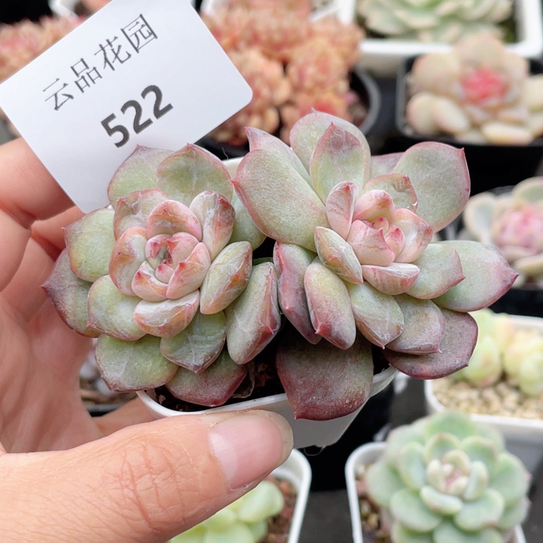 522号糖心冰心珍妮