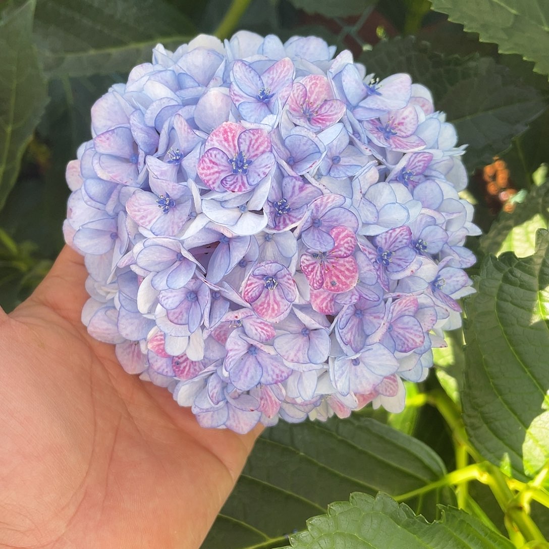 绣球切花一物一拍3枝起包邮，89