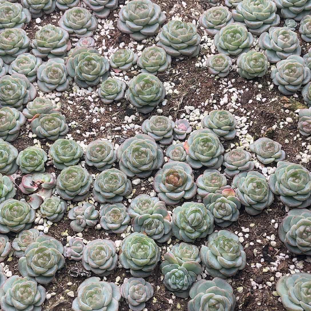 云糖心多肉植物16