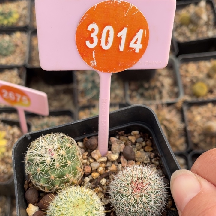 ****心实生仙人球30140000000