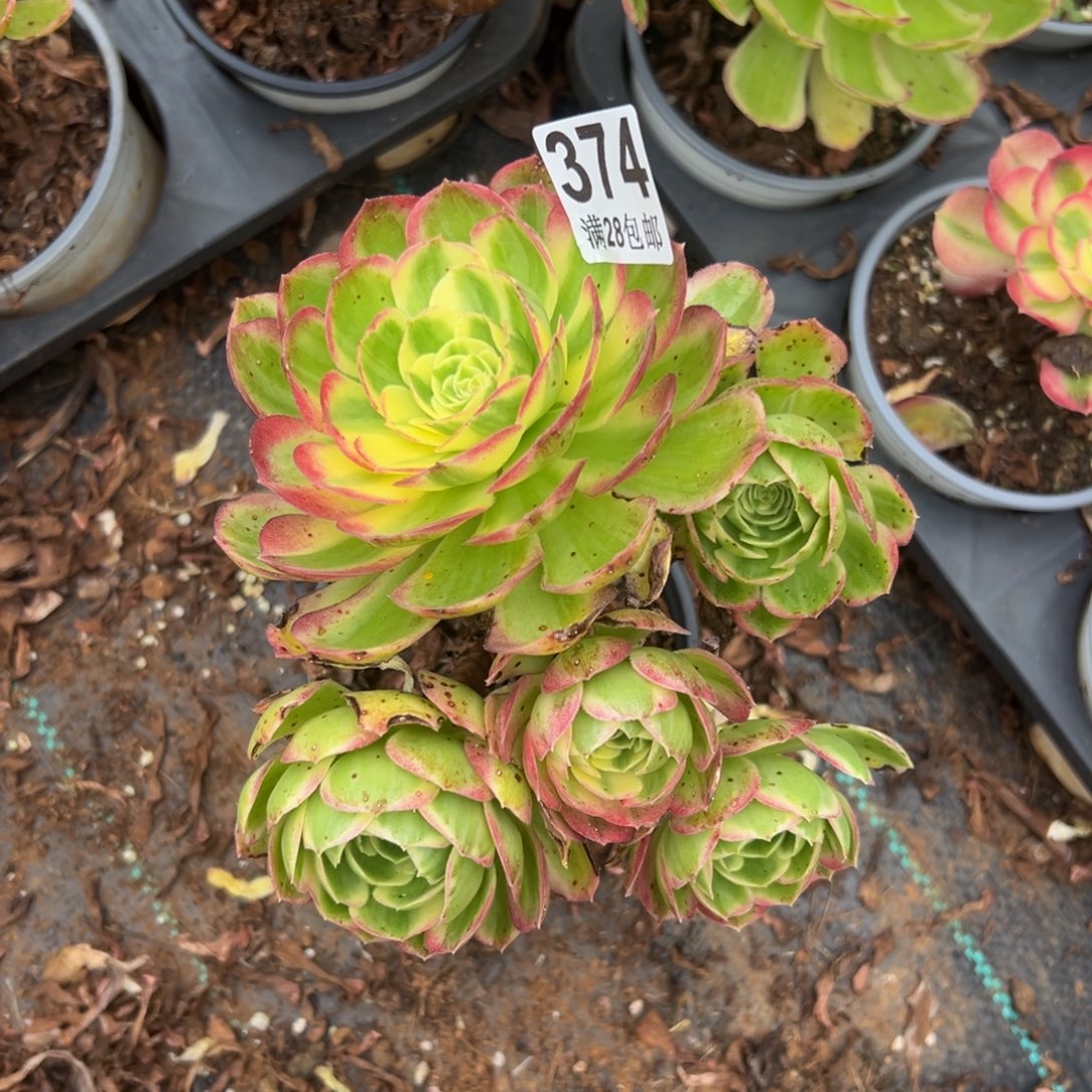 多肉植物374海王的