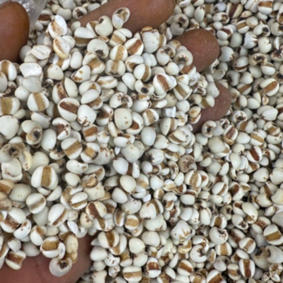 【李支书精选】农家山货，薏米，精选薏米搭配茯苓熬粥