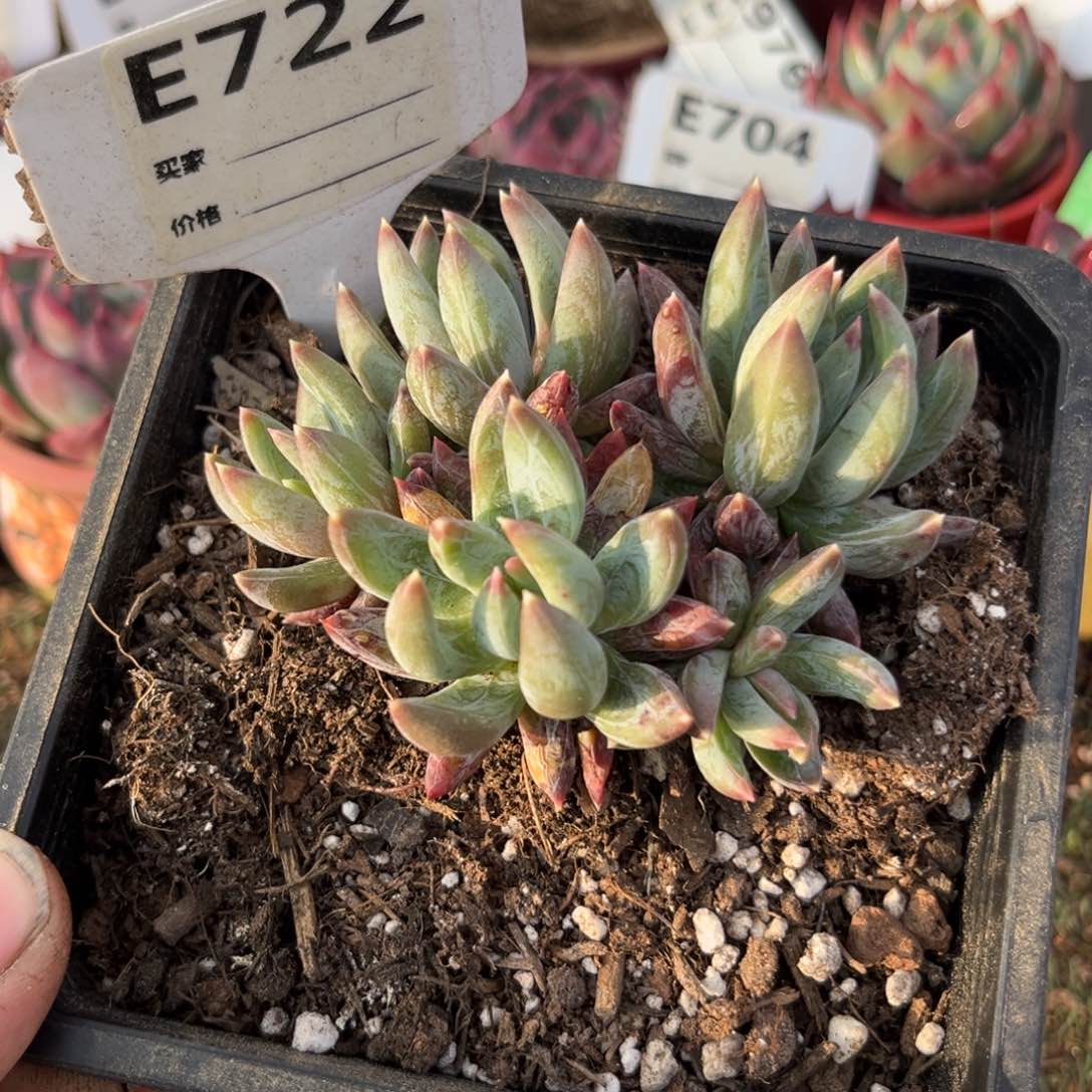 炫彩星多肉植物722号