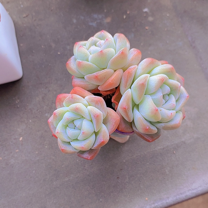 @***宝一物一拍，福利冰玉老庄