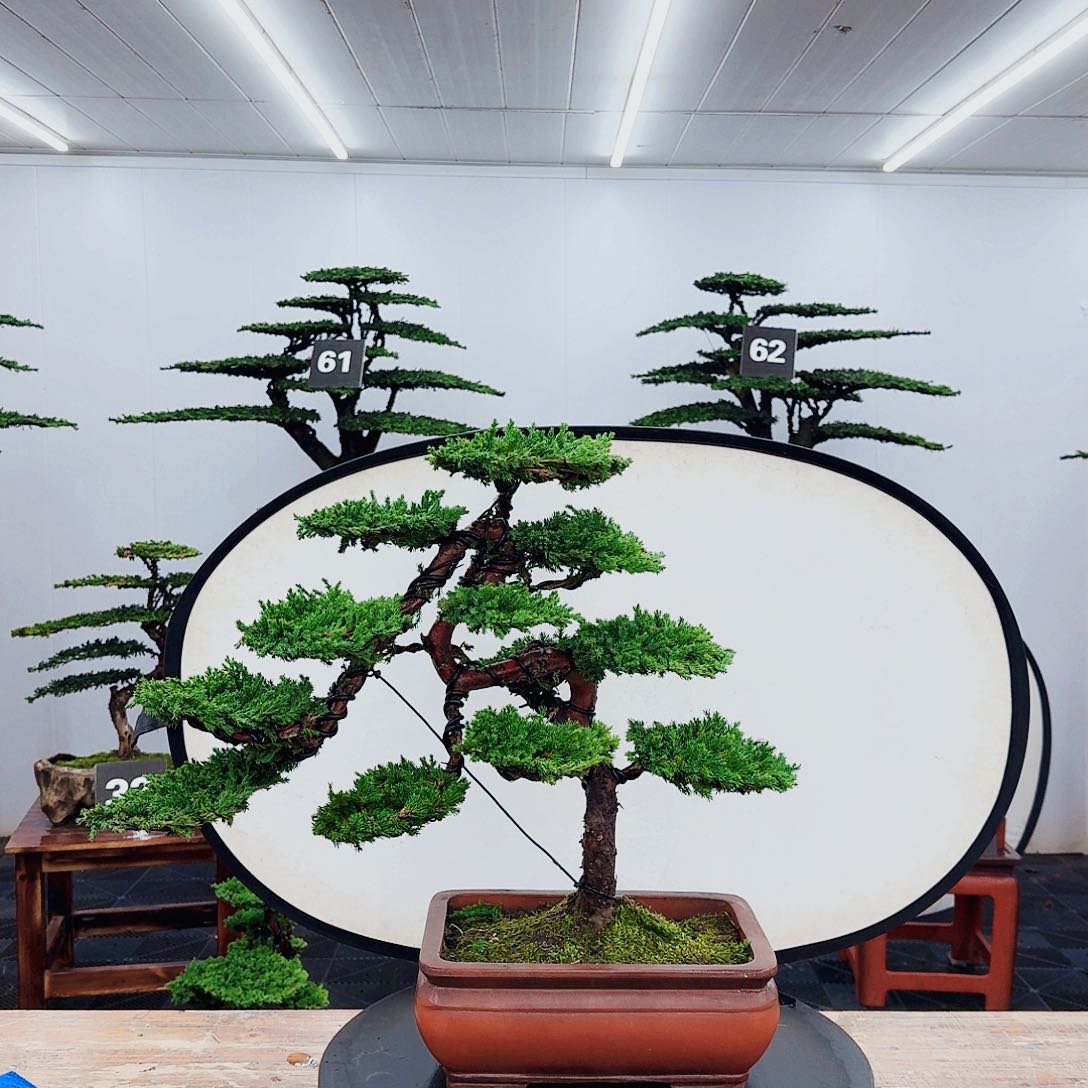 无花朵0000000000000