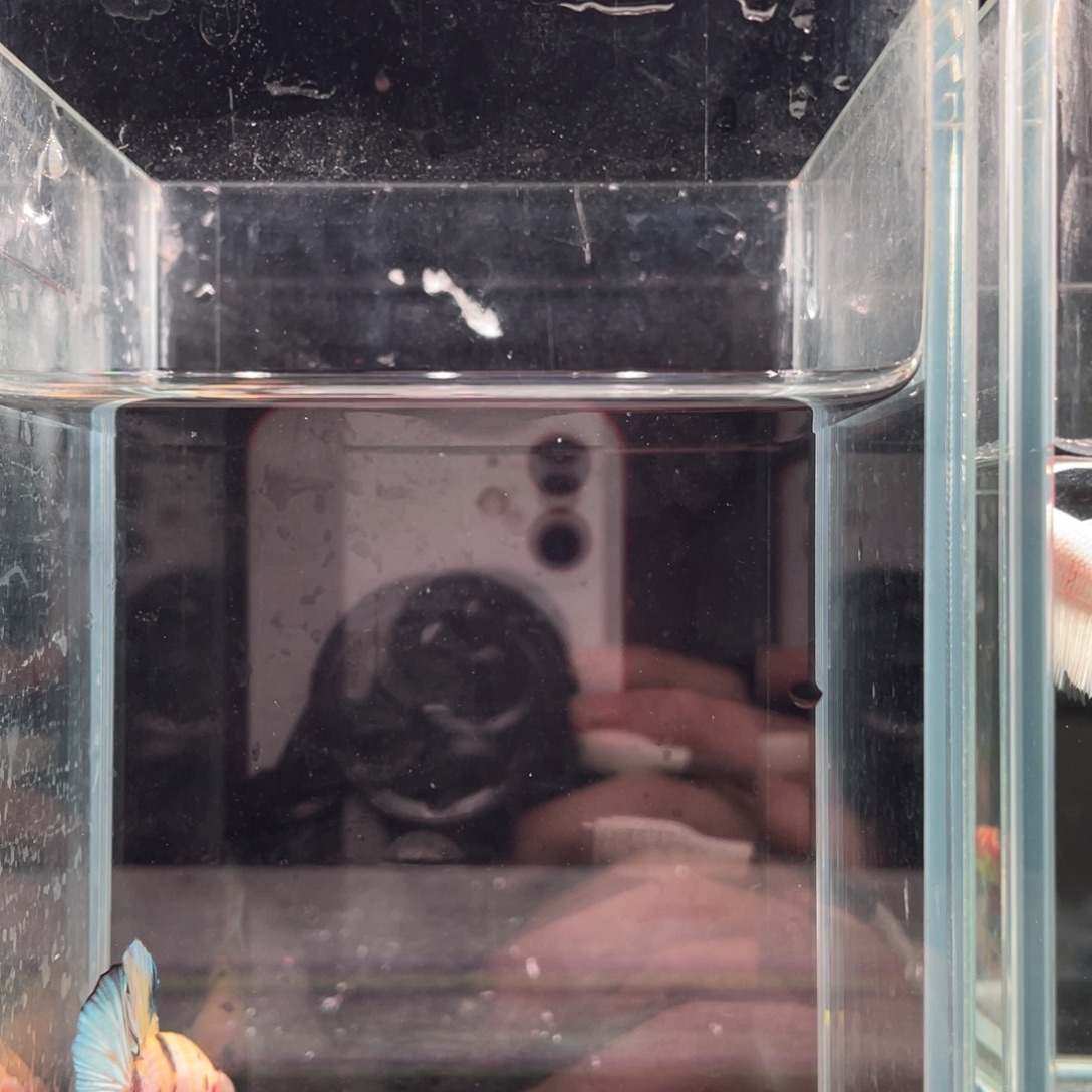 海水鱼印尼精品斗鱼55