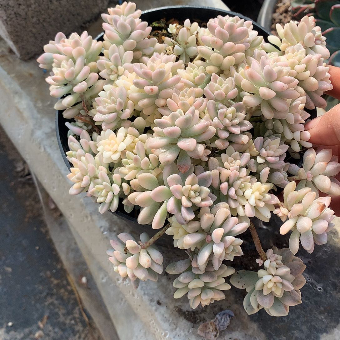 姬秋丽锦一物一拍