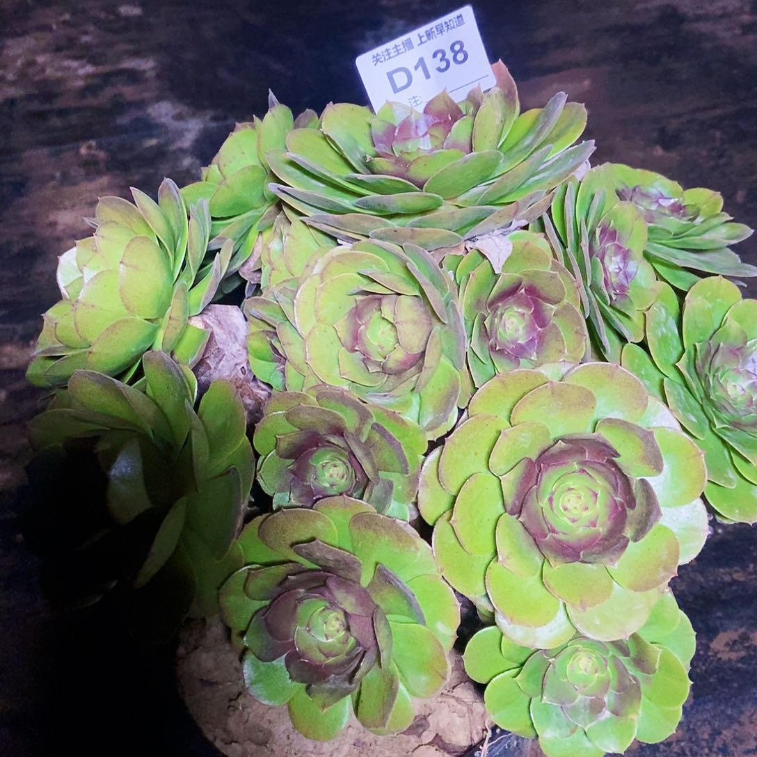 大*猫多肉138000000000000