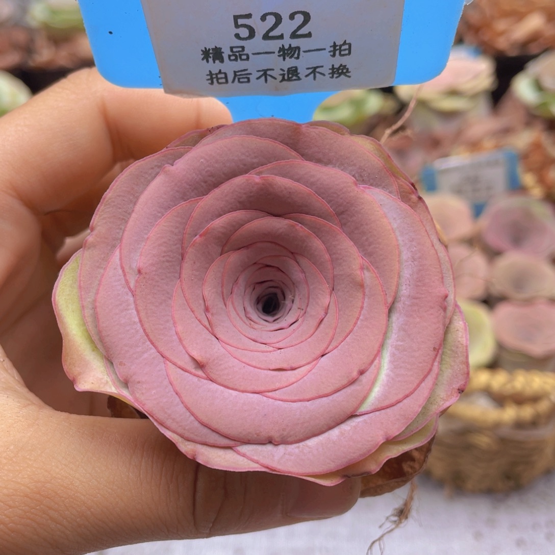 A***姐山地玫瑰522裸根发货不售后