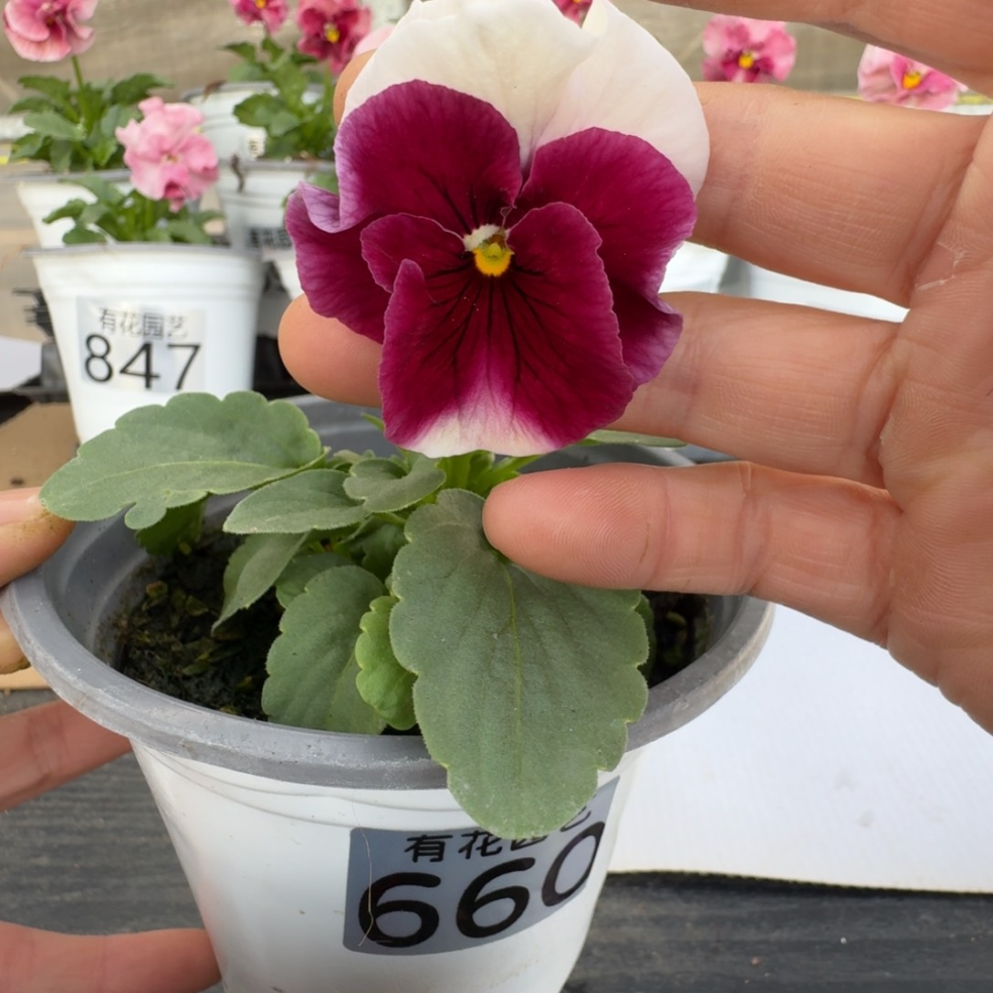无花朵660号角堇