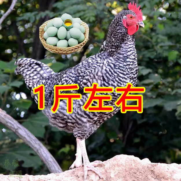 黑芦花鸡1斤左右 绿壳蛋鸡活体宠物鸡【包邮】