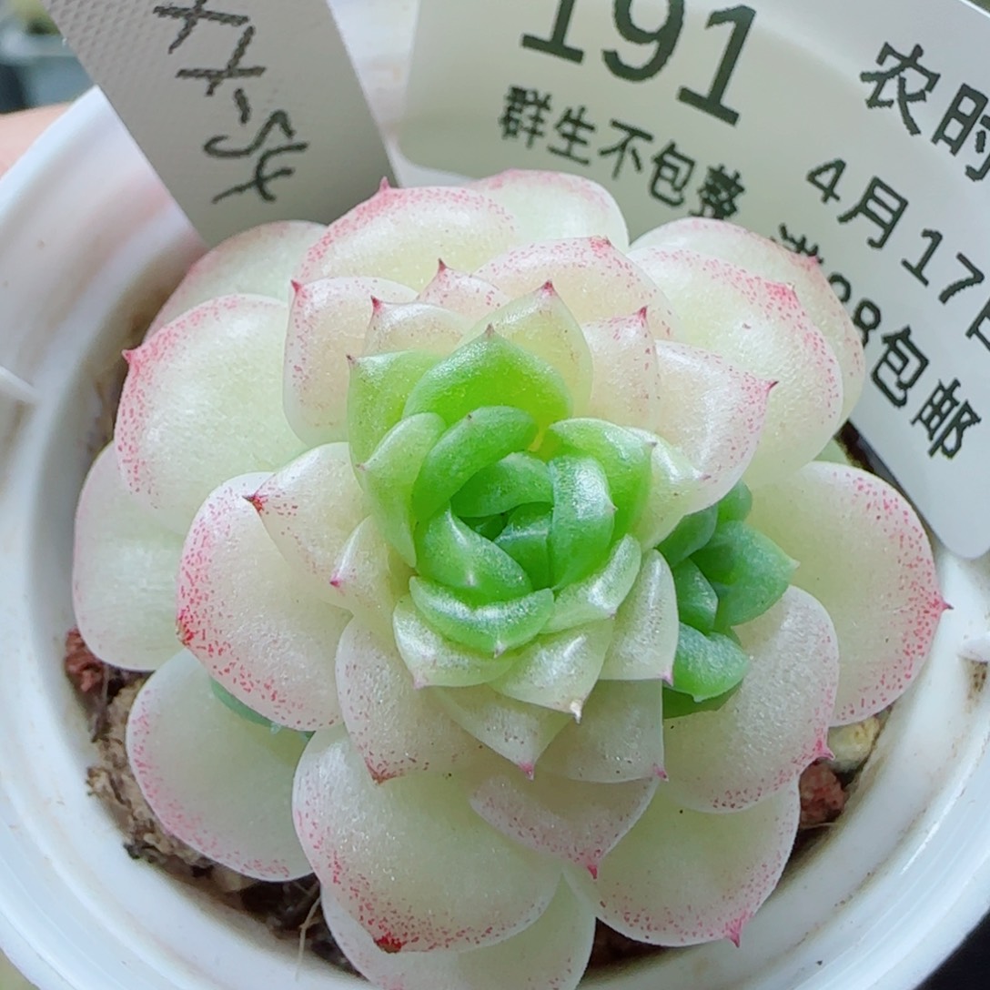 【闪购商品】0417-191（xx-54）专拍