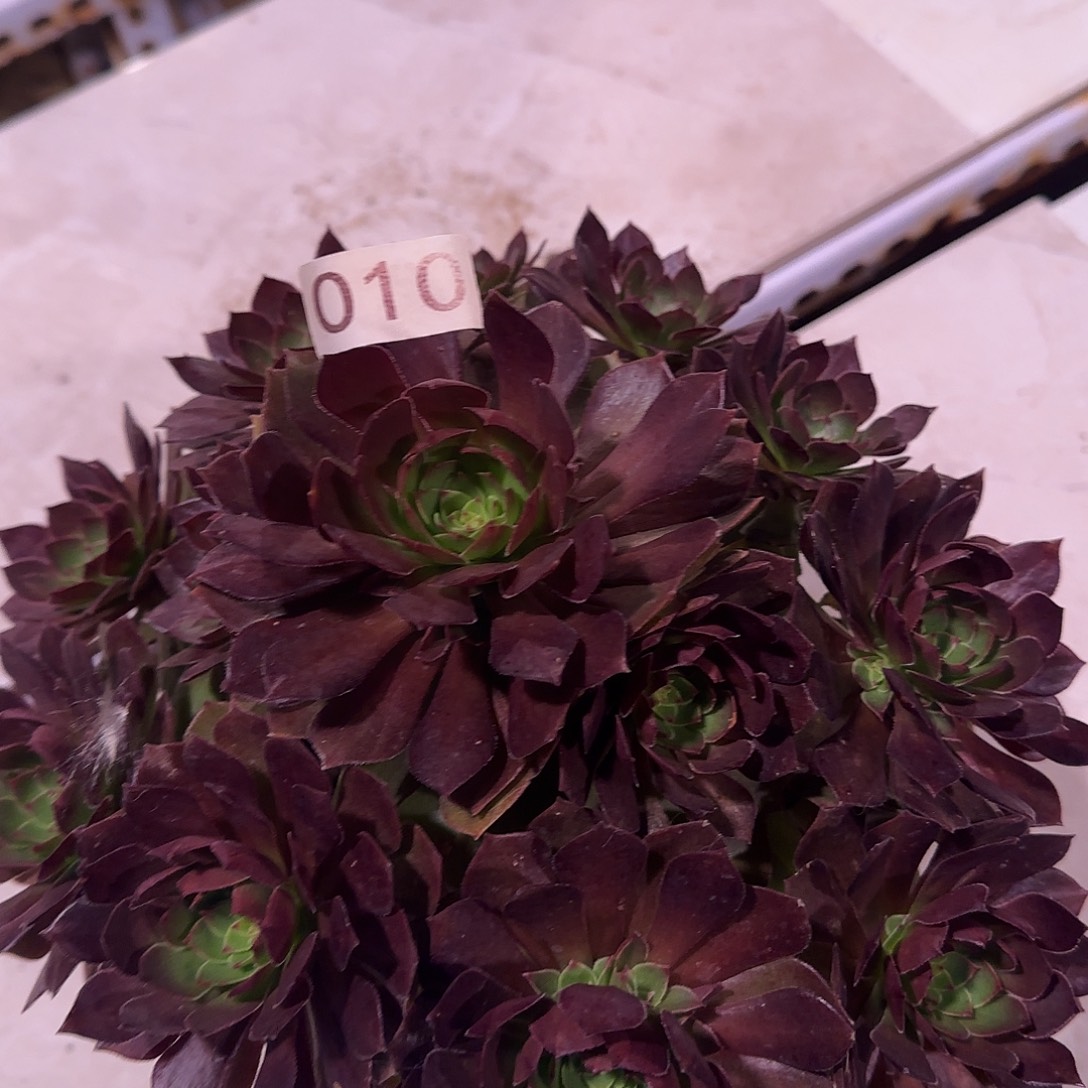 多肉植物法师桃花石010