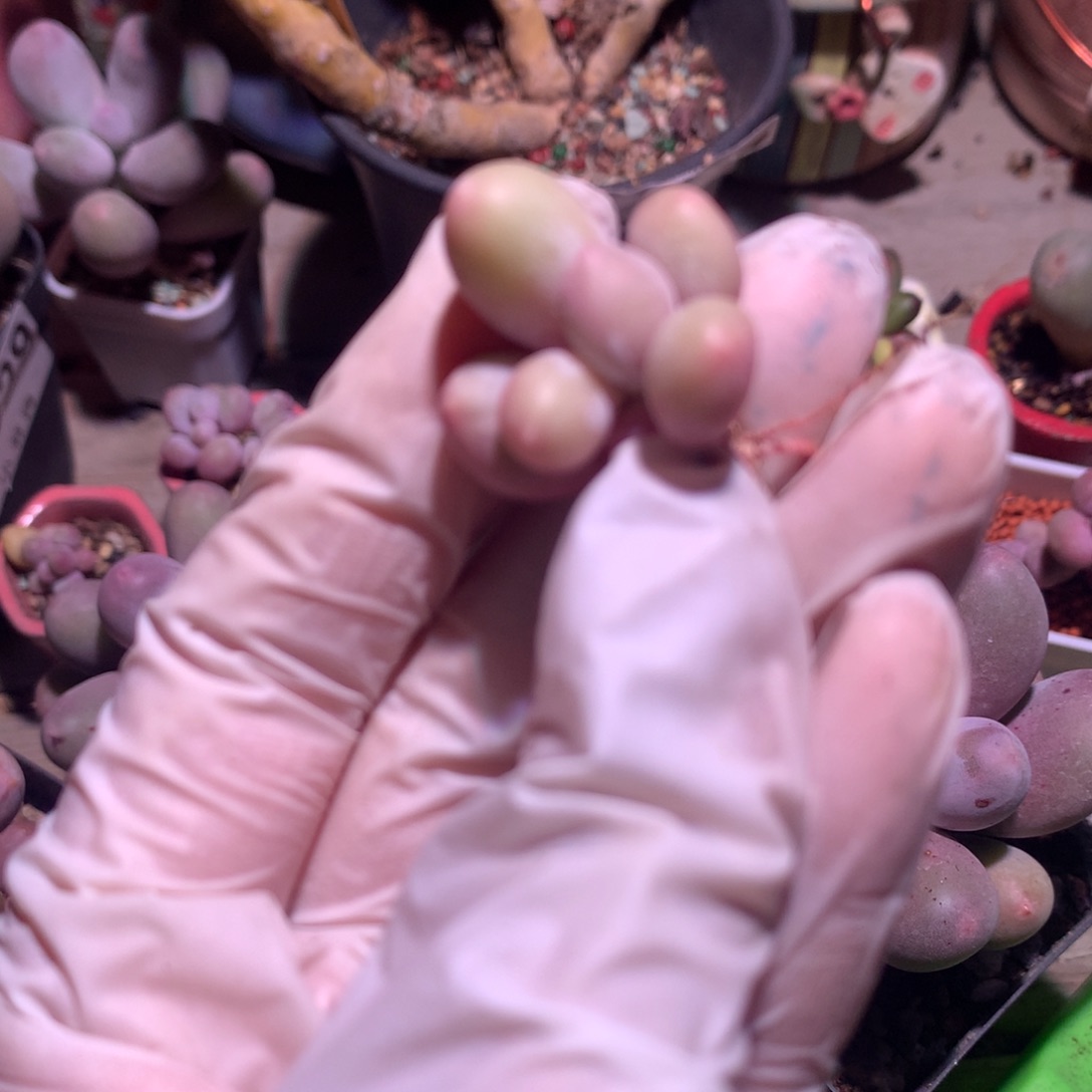 米可奶酪多肉粉色米可