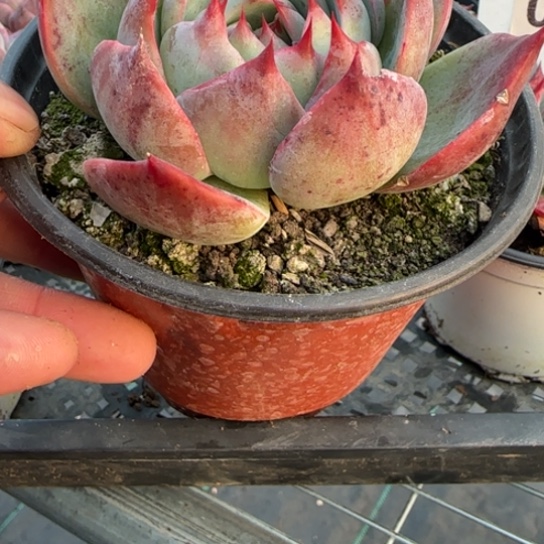 28惊鸿一物一拍多肉