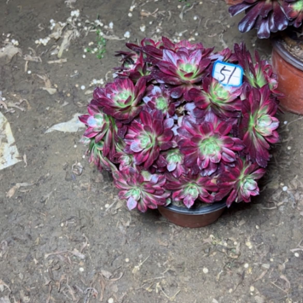 【闪购商品】多肉植物安娜51 