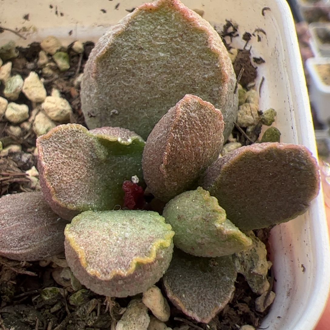 实生低叶苗多肉植物水泡多肉植物