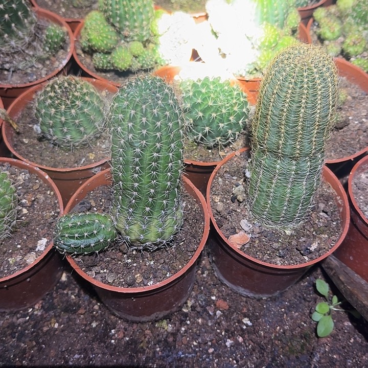 佩***玉无花朵丽花哈哈哈哈哈哈