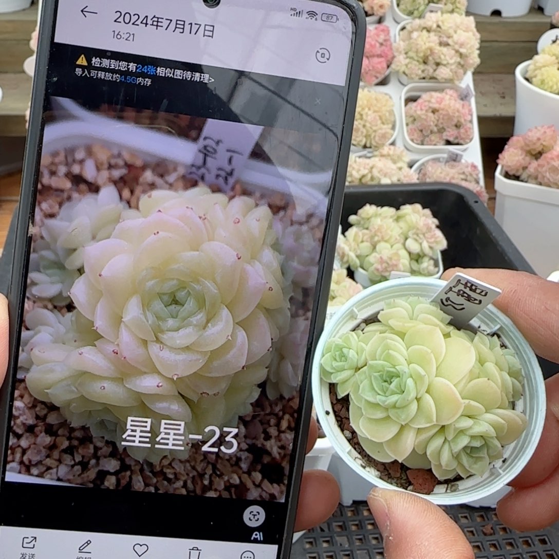 【闪购商品】0203-56星星-23