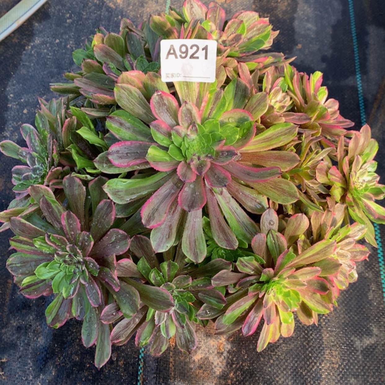 【闪购商品】921粉黛